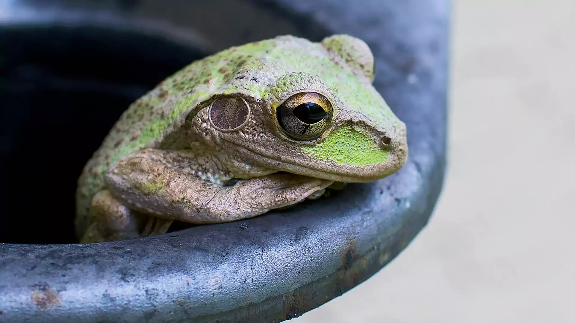 Frosch im Eimer. (Foto: Ladd Greene/Unsplash)